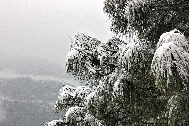 Shimla Snow tree