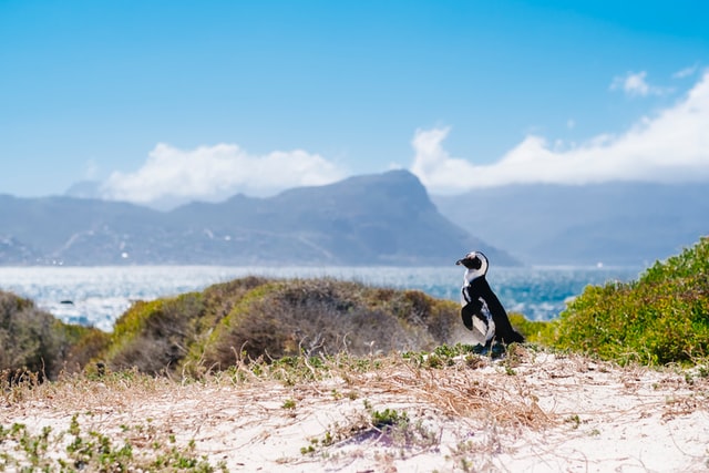 Boulders Beach - things to do in cape town
