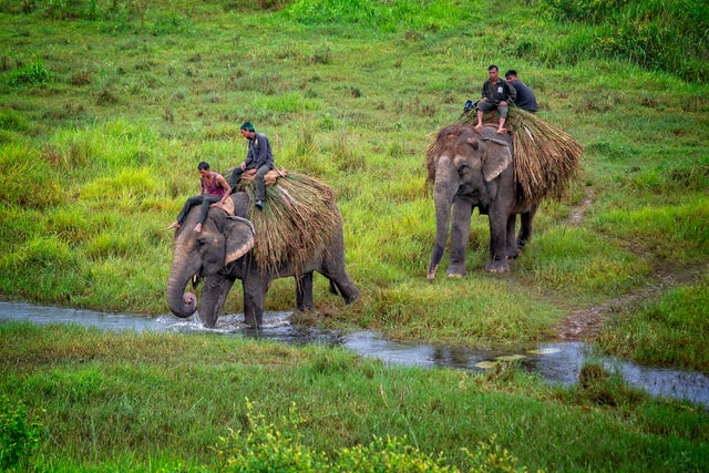 Chitwan National Park - things to do in nepal