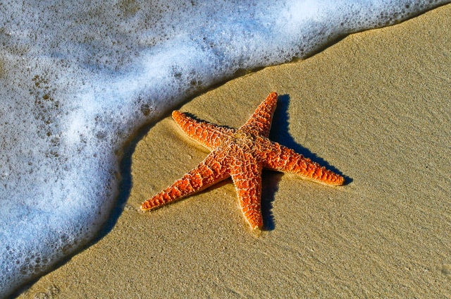Starfish Beach Panama- best beaches in panama city