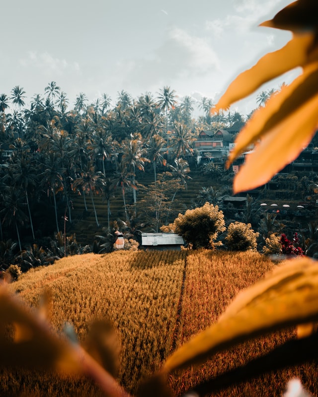 Tegalalang Rice Terraces - best things to do in Bali