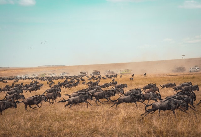 Don’t Miss the Best Time to Visit Kenya for Carnivores!