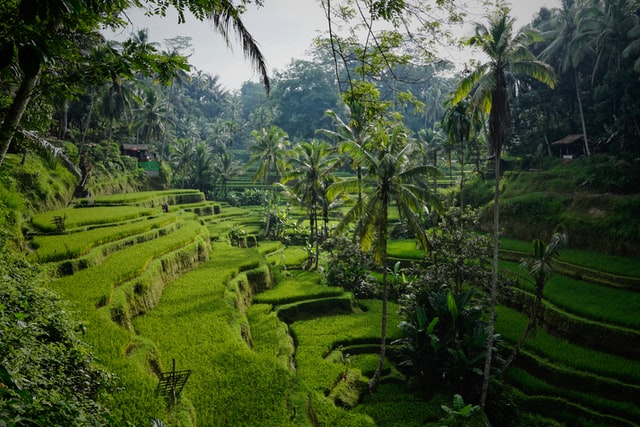 When Is The Best Time to Visit Bali?