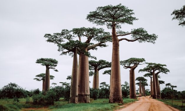 WHEN IS THE BEST TIME TO VISIT MADAGASCAR?